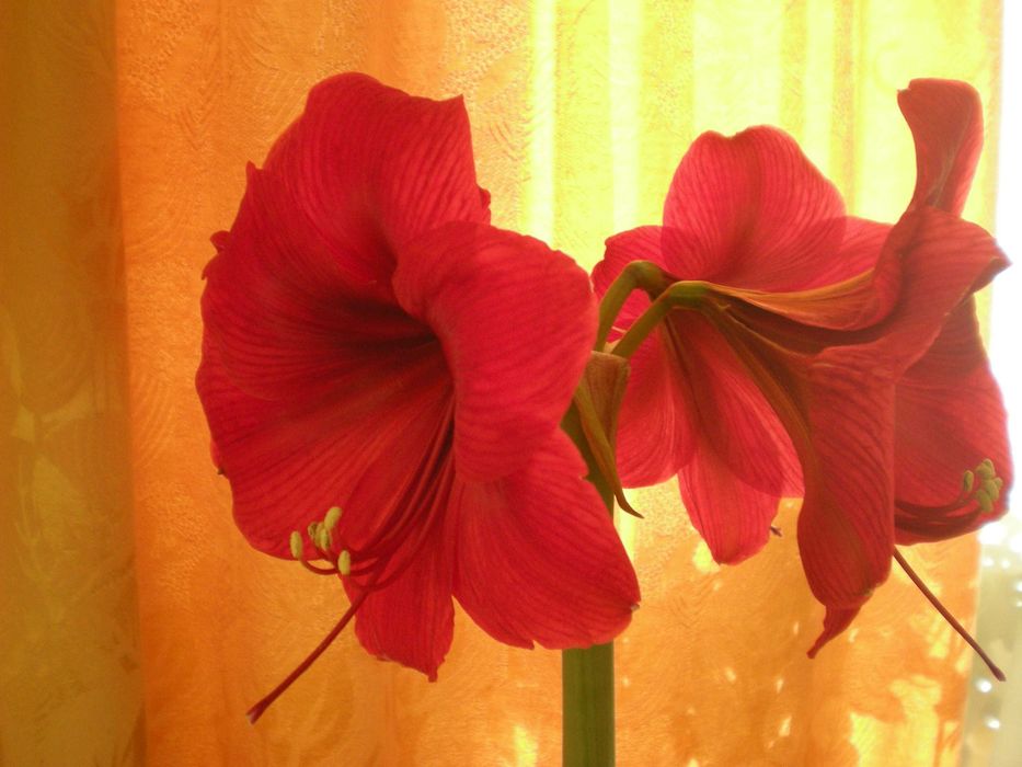 продам комнатные цветы