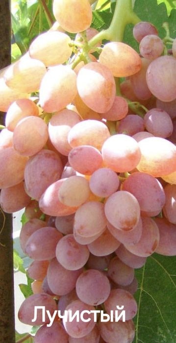 Саженцы винограда