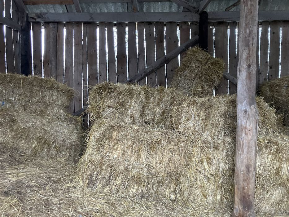 Vand baloti de fan in Sighet