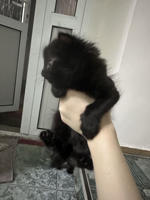 Mushuk bolalari Hadyaga beriladi.