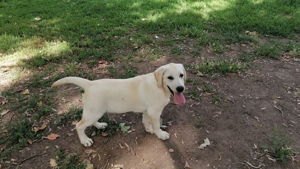 Labrador Retriever cu pedigree tip A