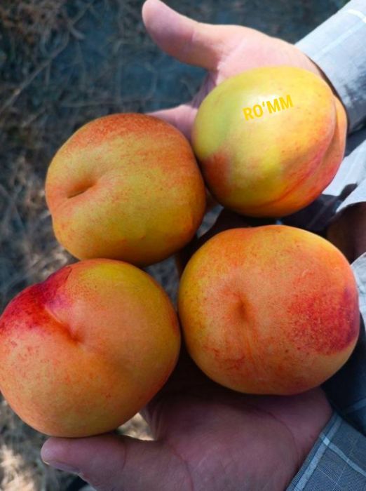 SHOFTOLI kuchatlarini Eng yangi sortlari bor maykris Amerika Vinnus