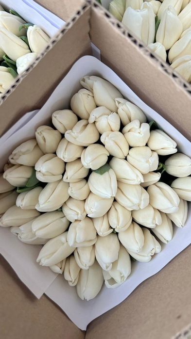 Тюльпан оптом ( луковица Голландия)