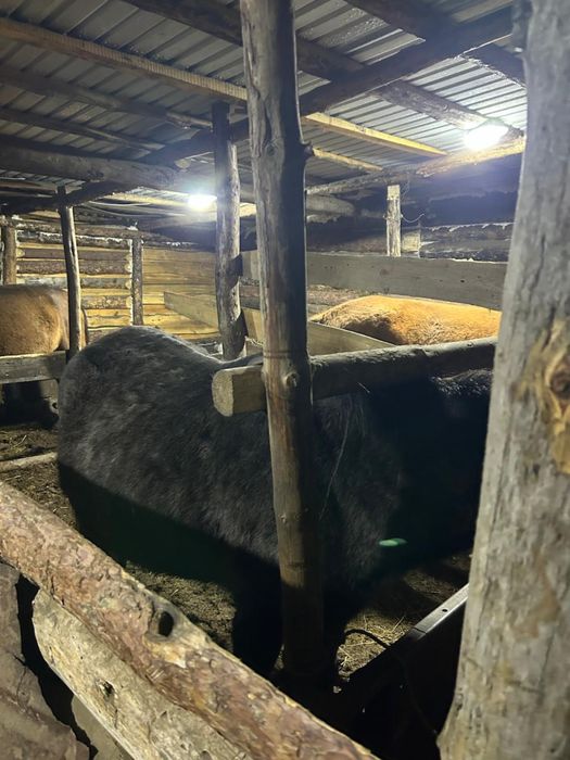 Продам лошадь бие