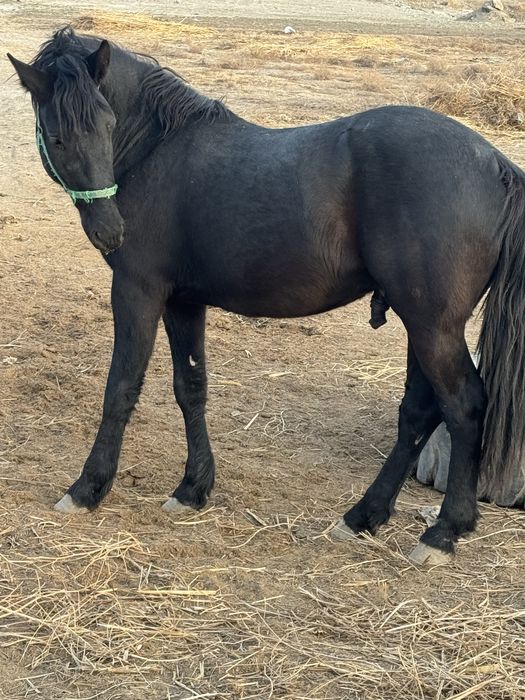 Той сотилади зоти россия бн фриз қўшилган.