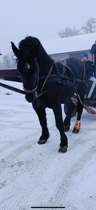 Vand manz de 3 ani la vara invatat