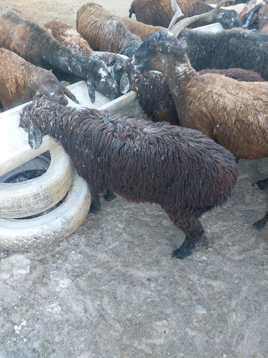 Продам баранов и овец