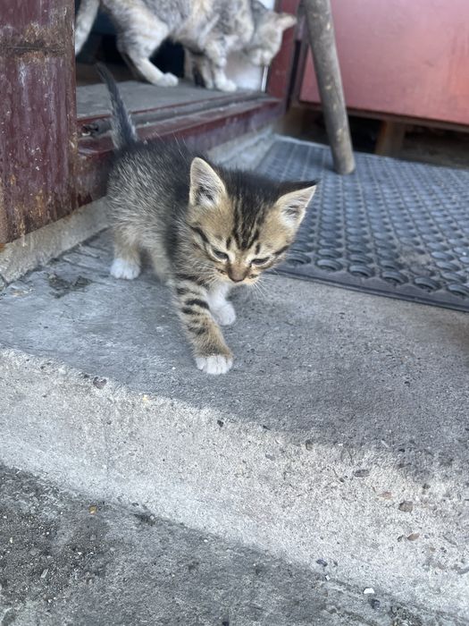 Котята в добрые руки