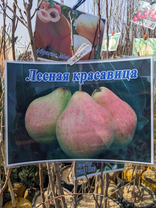 автополив и лоншафт под ключ ,+Кошеттер бар,