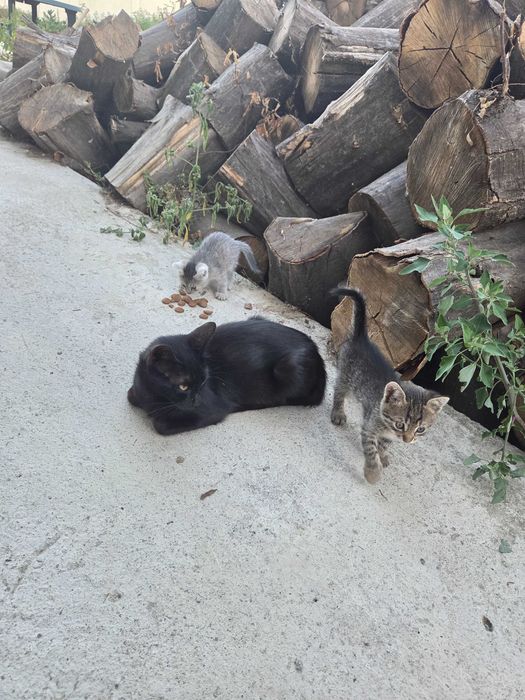 Pisică neagra gestanta