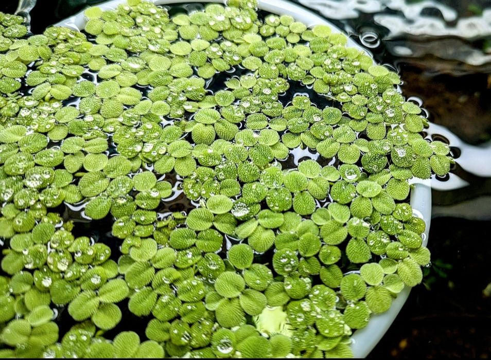 Плаващи растения за аквариум