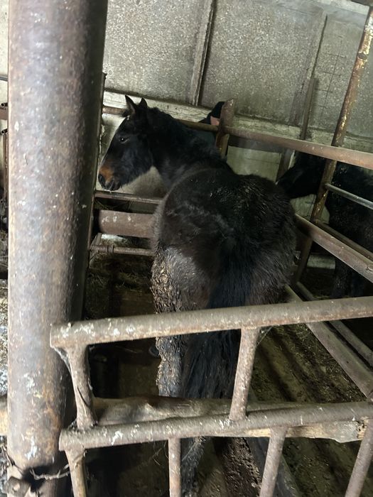 Продам лошадей с откорма согым байтал тай жирные