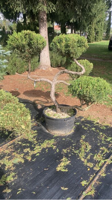 Bonsai exterior și plante ornamentale cu forme speciale – gamă premium