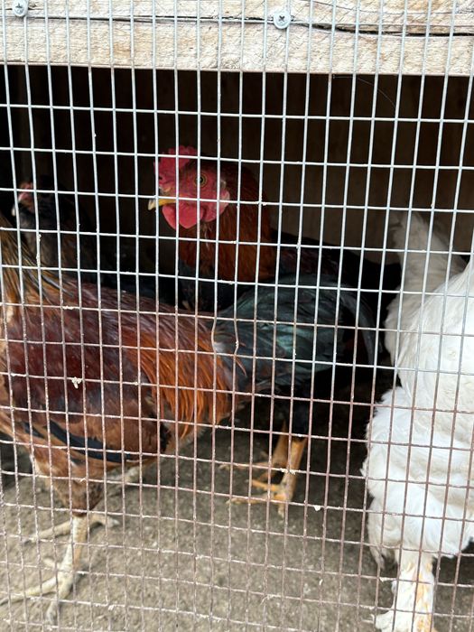 Xonagi xôrozlar sotiladi 3ta bor