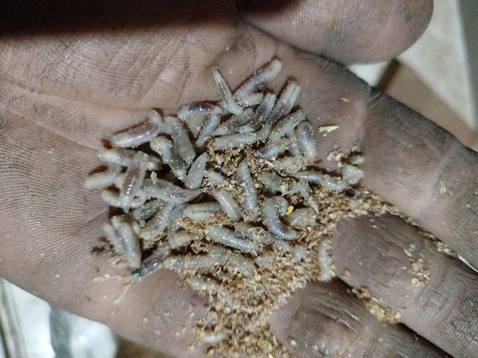 Опариш ва чувалчанглар