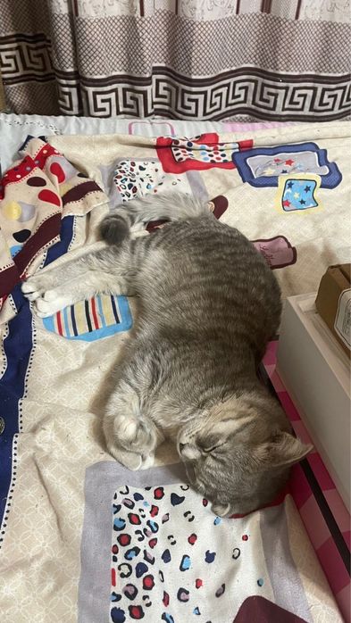 Отдам бесплатно кошек