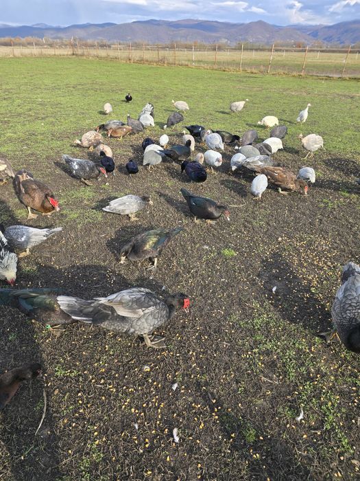 Rațe Lesesti / Mute