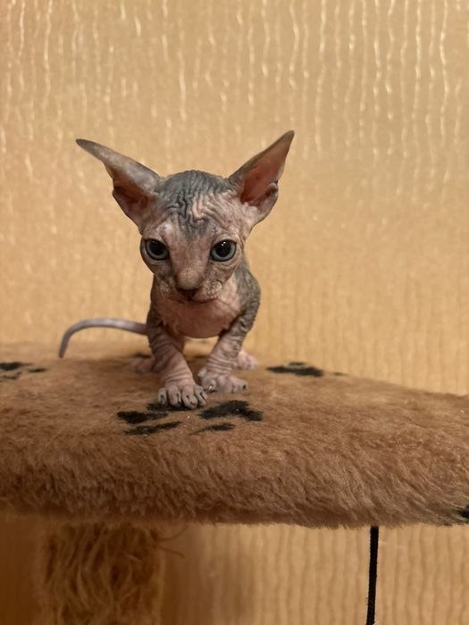 Сфинкс котята продаются.