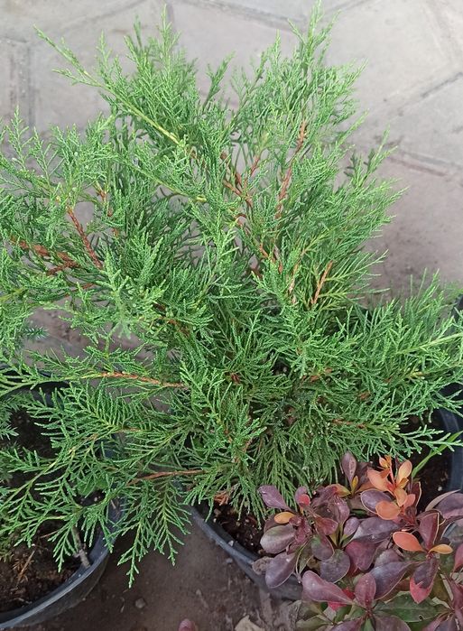 Продам Можжевельники