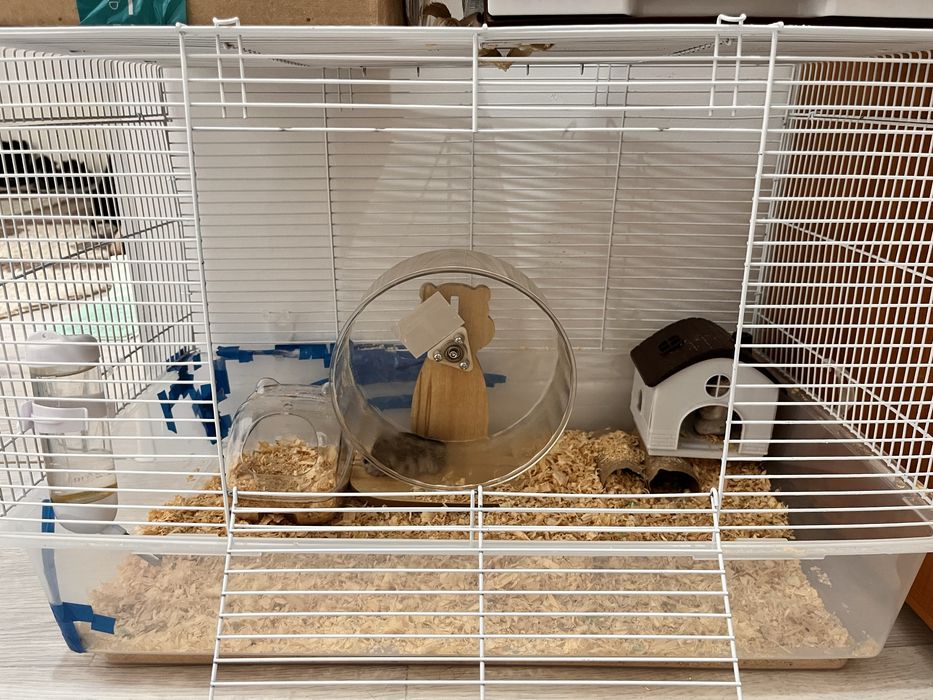 Хомяки,джунгарский