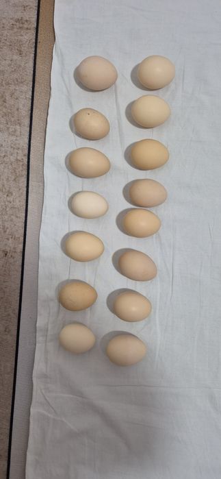 Яйцо на инкубатор