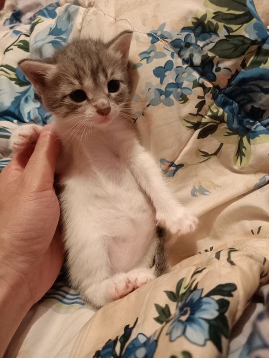Добрые руки котенки
