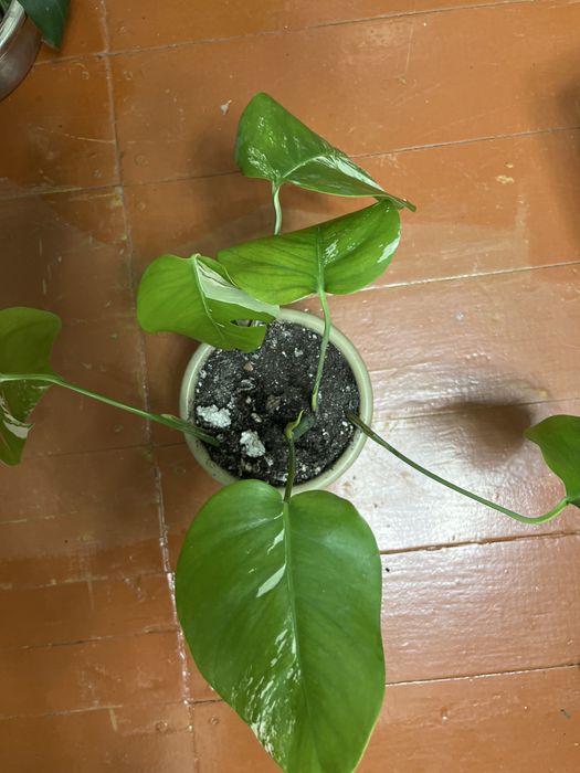 Монстера альба хороший вар