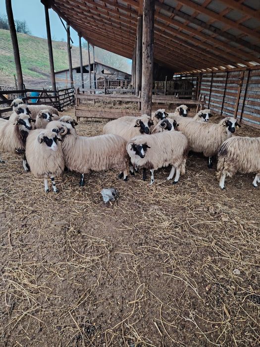 Oi de vânzare 14 Miori și un Berbec