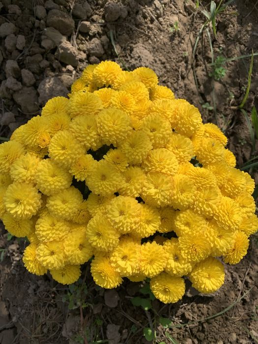 Глобус цветы в наличии vip