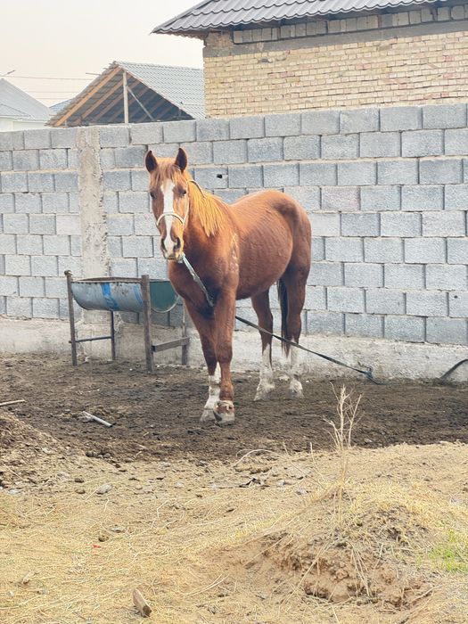 Көкпар аттың баласы сатылады