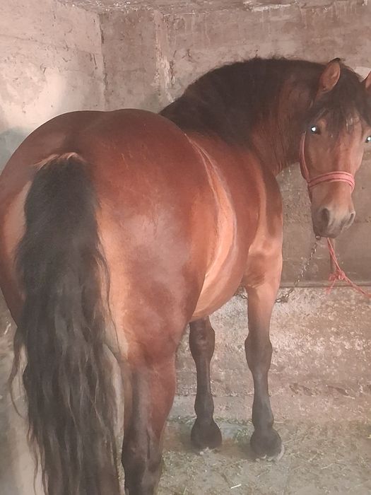 Vând manza de 3 ani