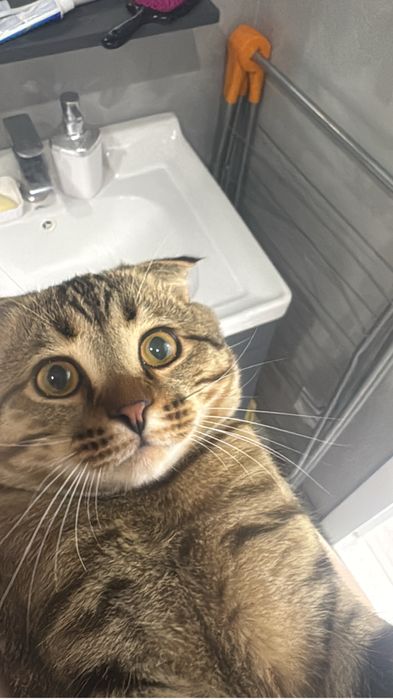 Пропал кот не пройдите  мимо