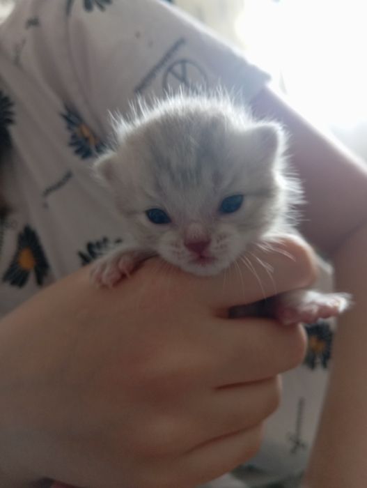 Продам британских котят.