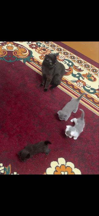 Милые котёнки для добрые люди