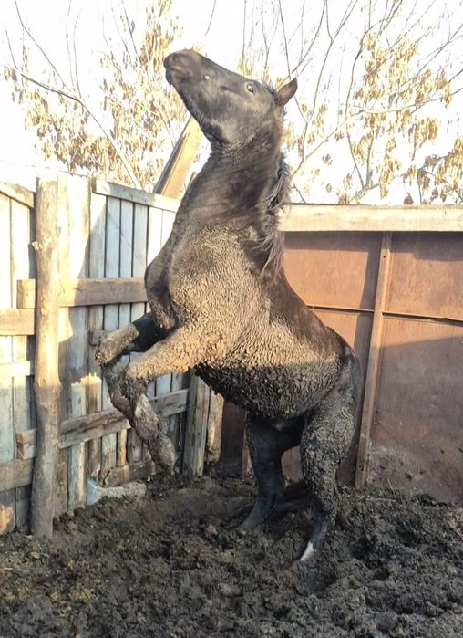 Продаётся жеребец полутяж