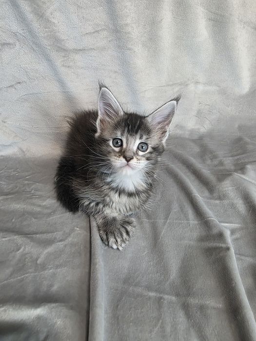 Мейн кун | Мальчик| Полидакт