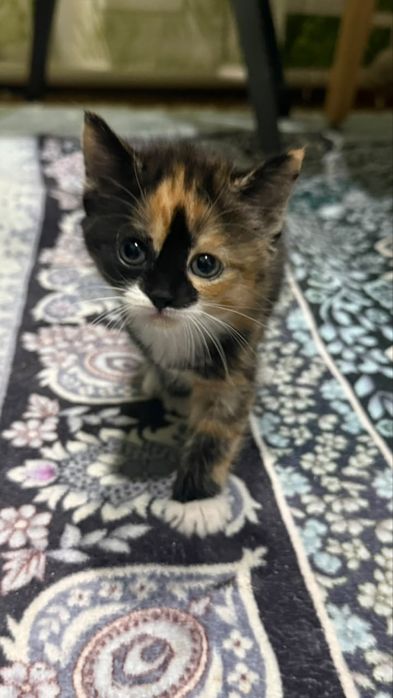 Отдам котят бесплатно