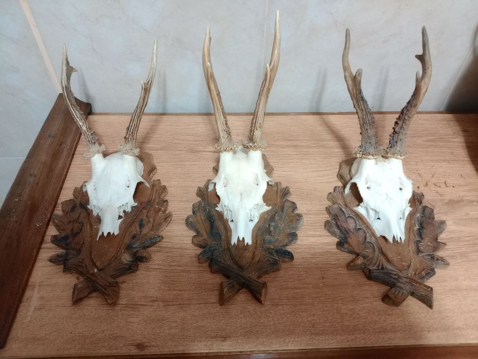 Еленски рога трофей