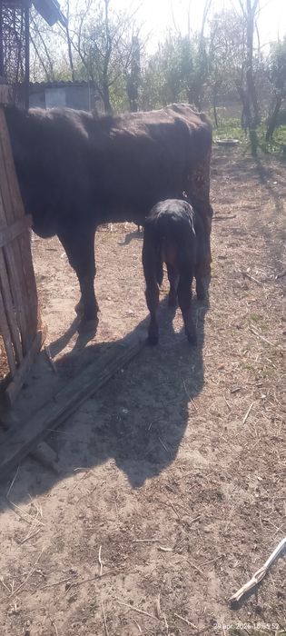 Vaca Angus de vanzare