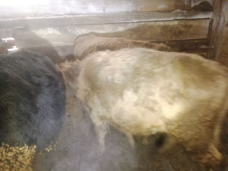 Бұқалар 4 ай бордақылау тұрған