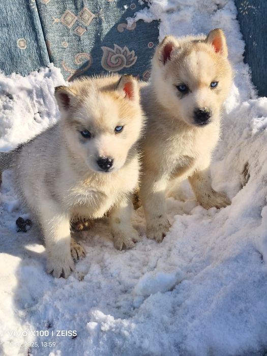 Очаровательные щенки сибирской хаски.
