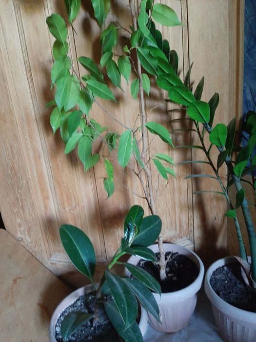 Доллоровое дерево, алоэ, кактус