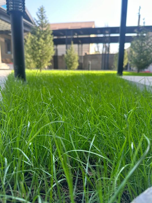 Газон. Озеленение. Автополив.