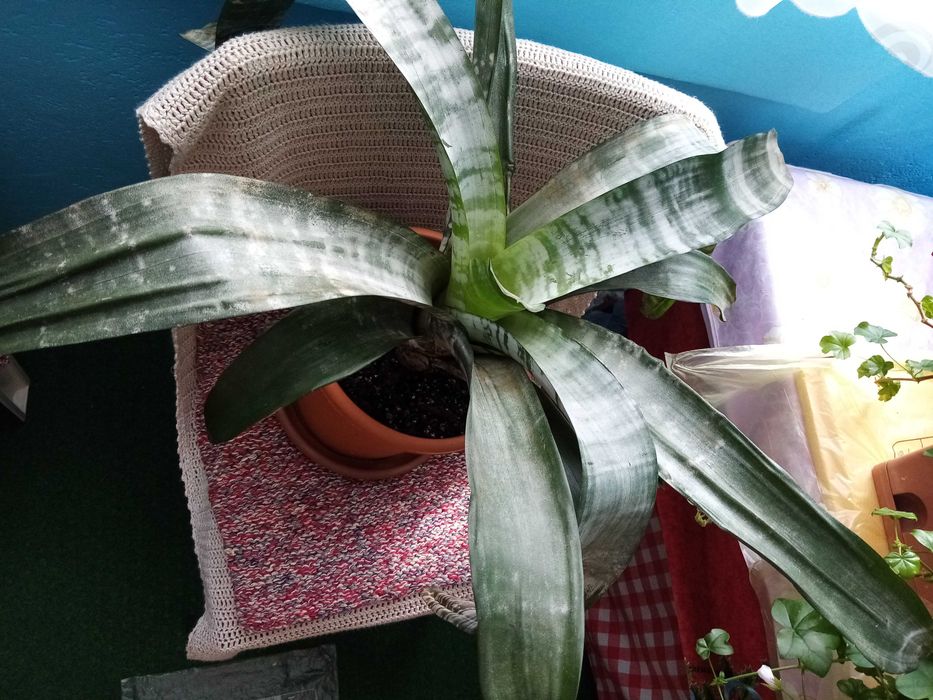 Vand o planta matura de interior Aechmea Primera
