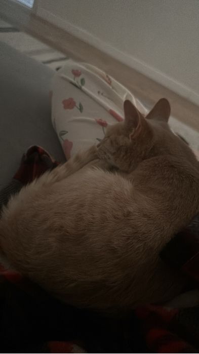 Очень спокойный котик,рыжий