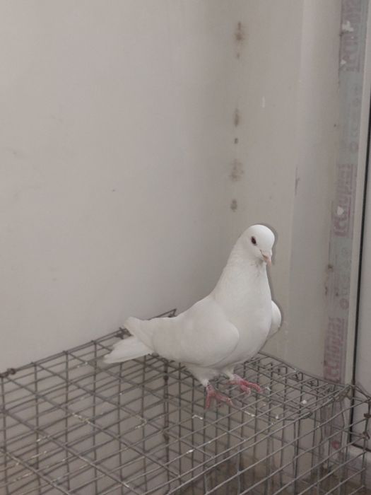 Кептер Құс Голуби