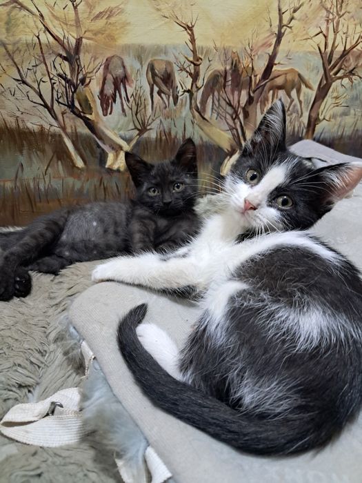 Котята для очень добрых людей