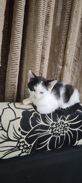 Котята 2 месяца. Мальчики.