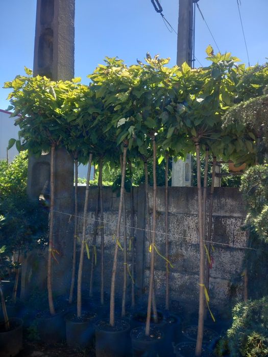 Tuia/thuja smaragd/leyland, catalpa, pin