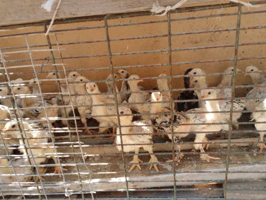 Брама жумыртка шоше товук бар